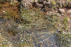 Eriocaulon tuberiferum